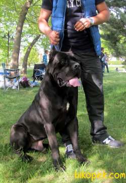 A Scr Li Cane Corso Yavrular 1