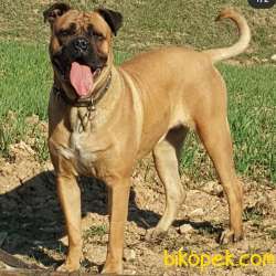 A Scr Li Cane Corso Yavrular 4