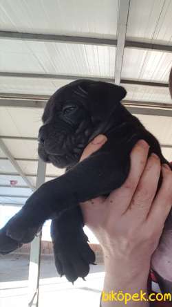 A Scr Li Cane Corso Yavrular 2