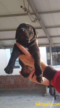 A Scr Li Cane Corso Yavrular 3