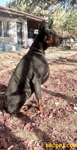 A SCR Li Dobermann Yavrular Yeni Yuvasini Ariyor 4