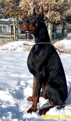 A SCR Li Dobermann Yavrular Yeni Yuvasini Ariyor 3