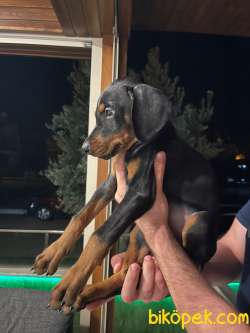 A SCR Li Dobermann Yavrular Yeni Yuvasini Ariyor 2