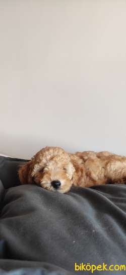 A SCR MUHTEŞEM TOY POODLE BEBEKLERİMİZ 5