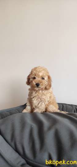 A SCR MUHTEŞEM TOY POODLE BEBEKLERİMİZ 3