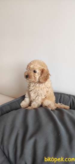 A SCR MUHTEŞEM TOY POODLE BEBEKLERİMİZ 4