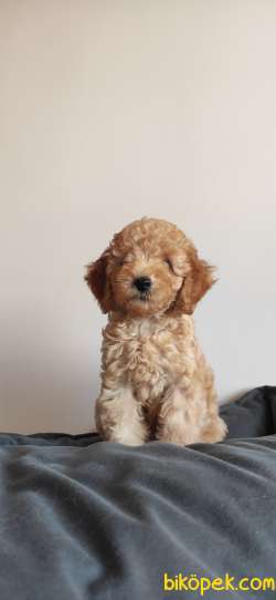 A SCR MUHTEŞEM TOY POODLE BEBEKLERİMİZ 2