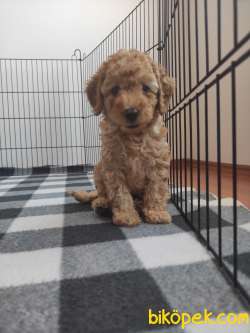 A SCR MUHTEŞEM TOY POODLE BEBEKLERİMİZ 1