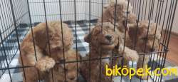 A SCR MUHTEŞEM TOY POODLE BEBEKLERİMİZ 4