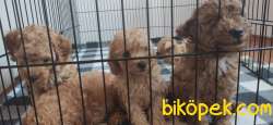 A SCR MUHTEŞEM TOY POODLE BEBEKLERİMİZ 5