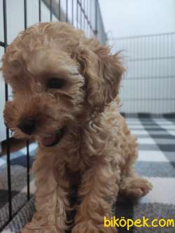 A SCR MUHTEŞEM TOY POODLE BEBEKLERİMİZ 2