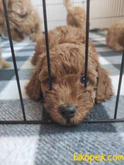 A SCR MUHTEŞEM TOY POODLE BEBEKLERİMİZ 3