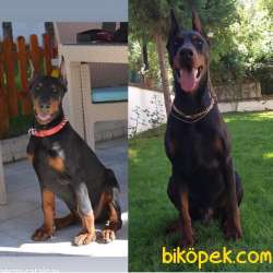 A SCR TEMEL İTAAT EGİTİMLİ DOBERMAN 2