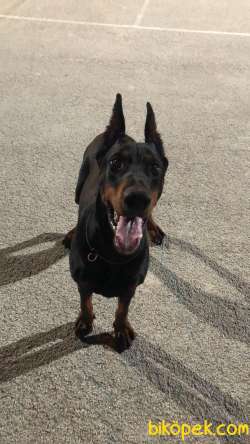 A SCR TEMEL İTAAT EGİTİMLİ DOBERMAN 1