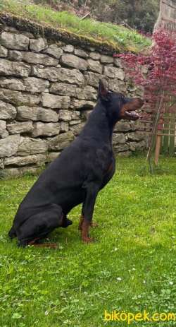 A SCR TEMEL İTAAT EGİTİMLİ DOBERMAN 3
