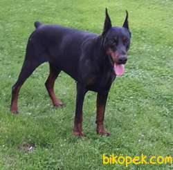 A SCR TEMEL İTAAT EGİTİMLİ DOBERMAN 4