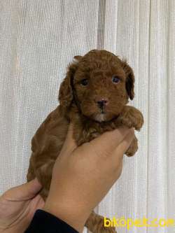 A SCR TOY POODLE BEBEKLERİMİZ 4