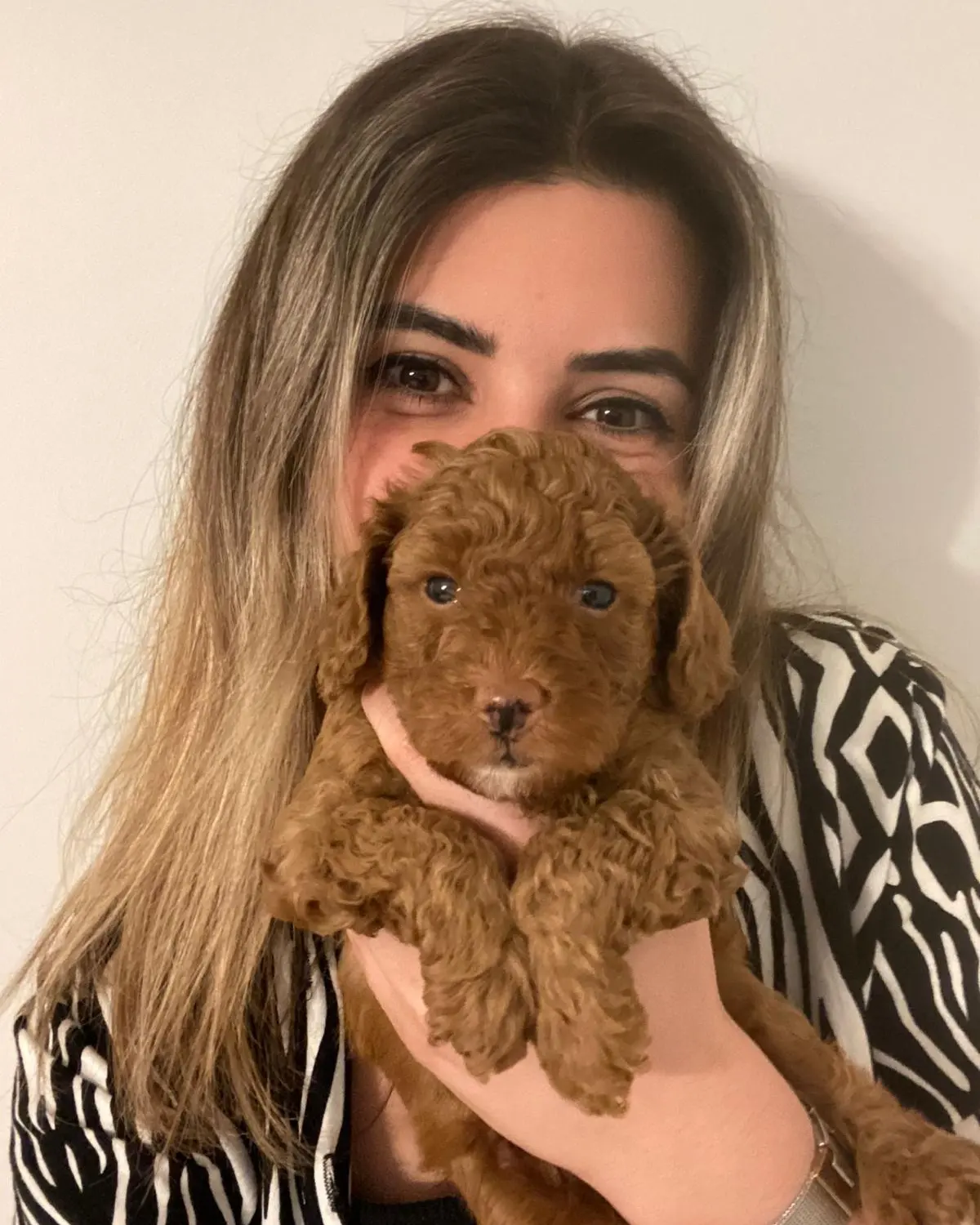 A SCR TOY POODLE BEBEKLERİMİZ 1