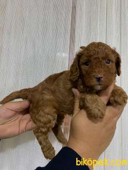 A SCR TOY POODLE BEBEKLERİMİZ 2