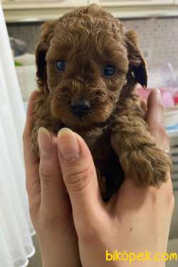 A SCR TOY POODLE BEBEKLERİMİZ 5