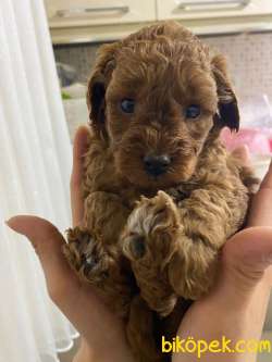 A SCR TOY POODLE BEBEKLERİMİZ 3