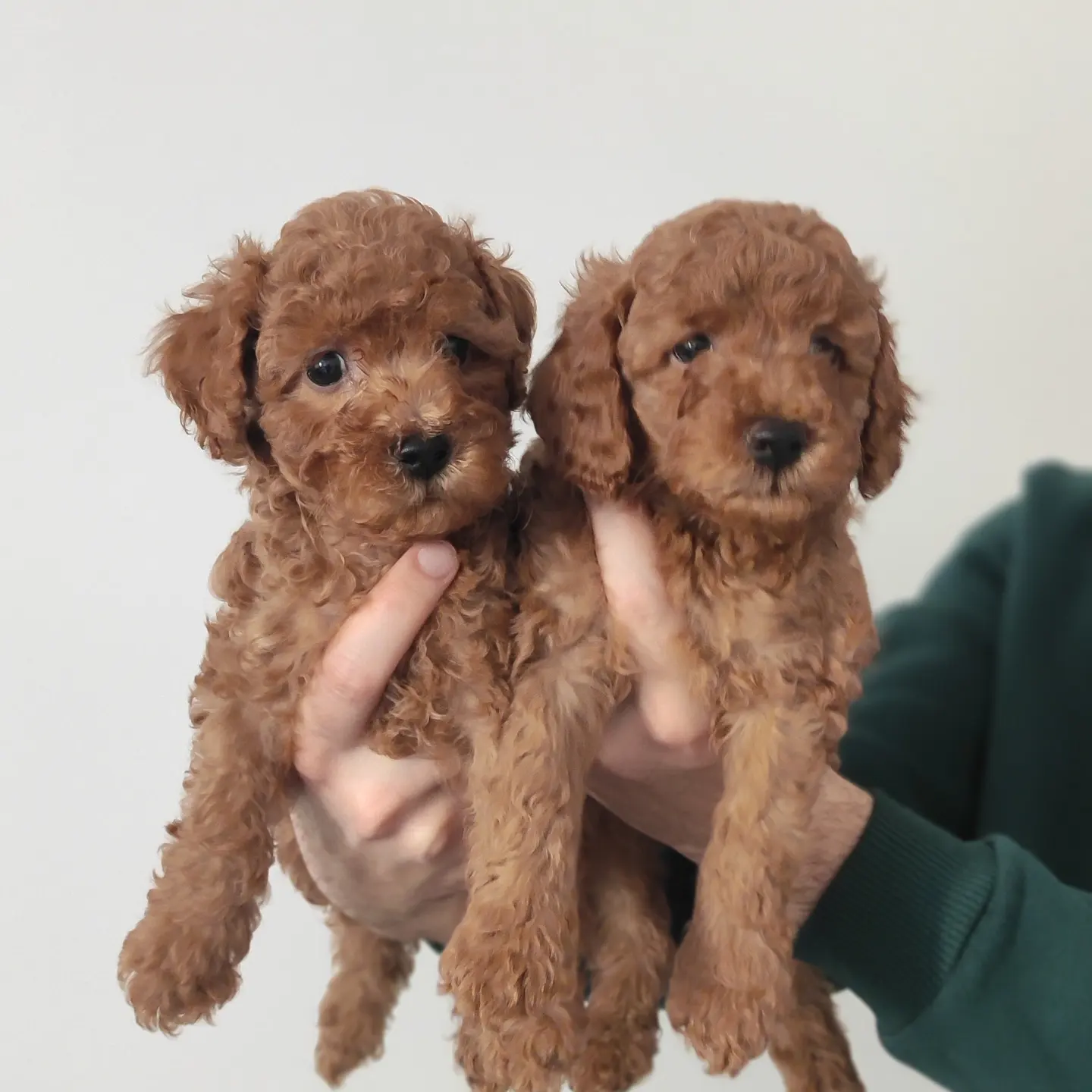 A SCR TOY POODLE BEBEKLERİMİZ 5