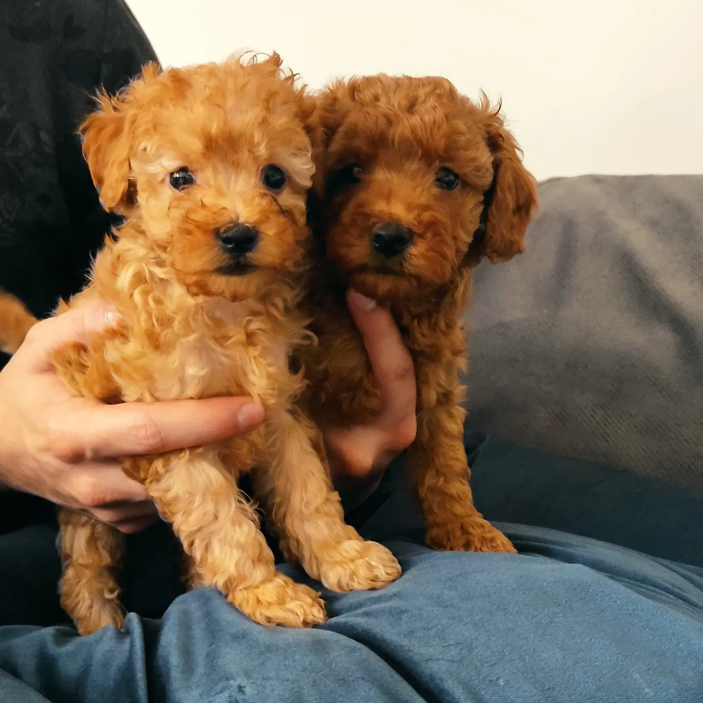 A SCR TOY POODLE BEBEKLERİMİZ 4