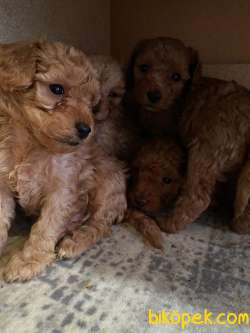 A SCR TOY POODLE SEVİMLİLİK ABİDESİ 3
