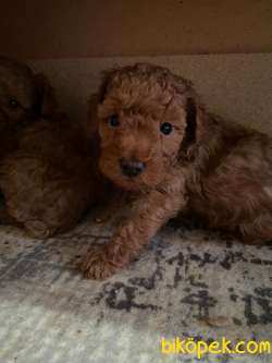 A SCR TOY POODLE SEVİMLİLİK ABİDESİ 2