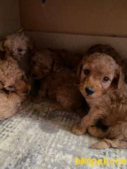 A SCR TOY POODLE SEVİMLİLİK ABİDESİ 4