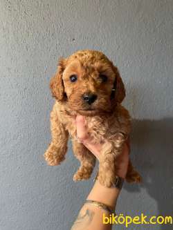 A SCR TOY POODLE SEVİMLİLİK ABİDESİ 1