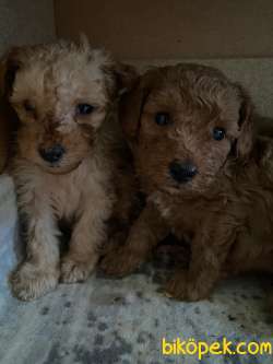 A SCR TOY POODLE SEVİMLİLİK ABİDESİ 5