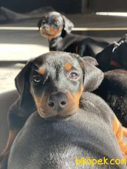 A SCRLI ANNE BABADAN DOBERMAN YAVRULARI 4