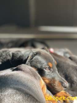 A SCRLI ANNE BABADAN DOBERMAN YAVRULARI 2