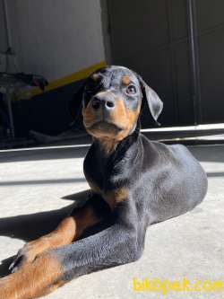 A SCRLI ANNE BABADAN DOBERMAN YAVRULARI 3