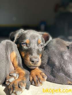 A SCRLI ANNE BABADAN DOBERMAN YAVRULARI 1