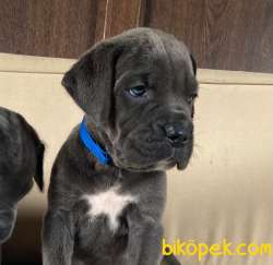 A SCRLİ BLUE BRİNDLE CANE CORSO YAVRULARIMIZ 4