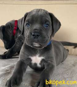 A SCRLİ BLUE BRİNDLE CANE CORSO YAVRULARIMIZ 3