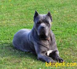 A SCRLİ BLUE BRİNDLE CANE CORSO YAVRULARIMIZ 2