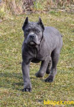 A SCRLİ BLUE BRİNDLE CANE CORSO YAVRULARIMIZ 1