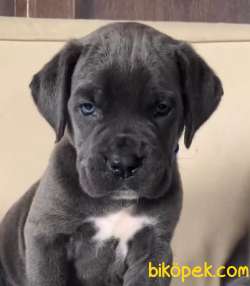A SCRLİ BLUE BRİNDLE CANE CORSO YAVRULARIMIZ 5