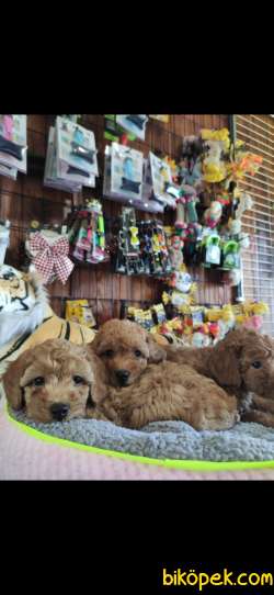 A SECERE MÜKEMMEL GÜZELLİKTE TOY POODLE 5