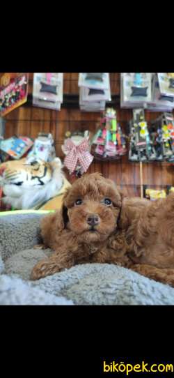 A SECERE MÜKEMMEL GÜZELLİKTE TOY POODLE 4