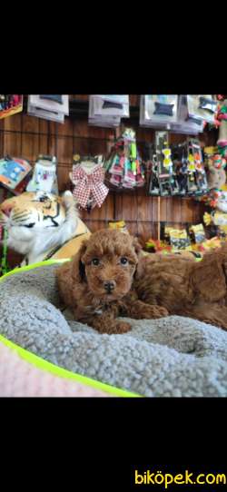 A SECERE MÜKEMMEL GÜZELLİKTE TOY POODLE 3