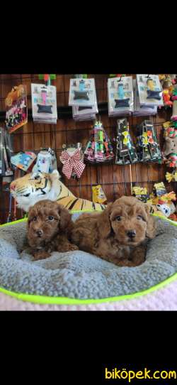 A SECERE MÜKEMMEL GÜZELLİKTE TOY POODLE 1