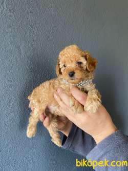 A SECERE SEVİMLİLİK ABİDESİ TOY POODLE 3