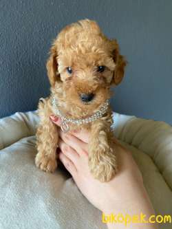 A SECERE SEVİMLİLİK ABİDESİ TOY POODLE 5