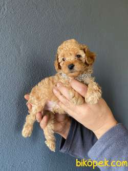 A SECERE SEVİMLİLİK ABİDESİ TOY POODLE 2