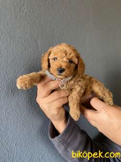 A SECERE SEVİMLİLİK ABİDESİ TOY POODLE 1