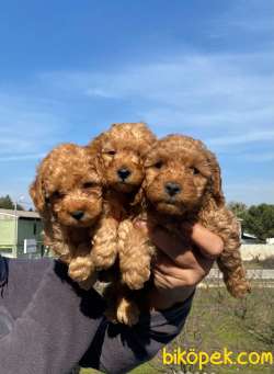 A SECERE SEVİMLİLİK ABİDESİ TOY POODLE 4